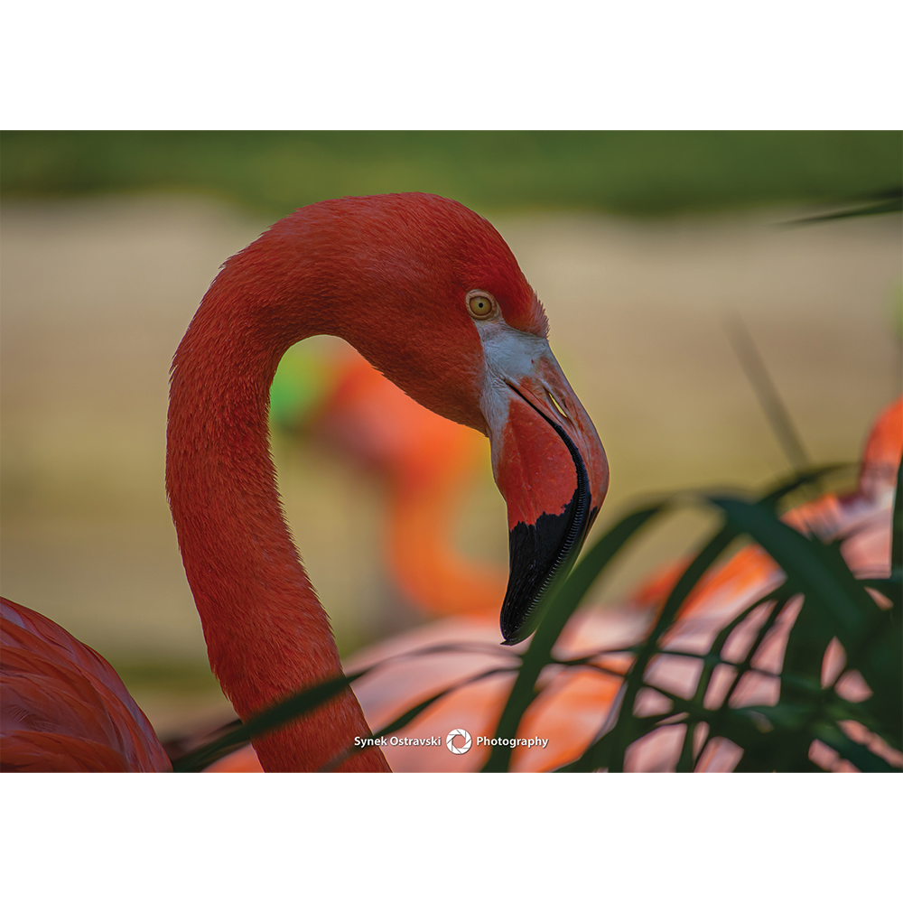 Fotografie Plameňák kubánský