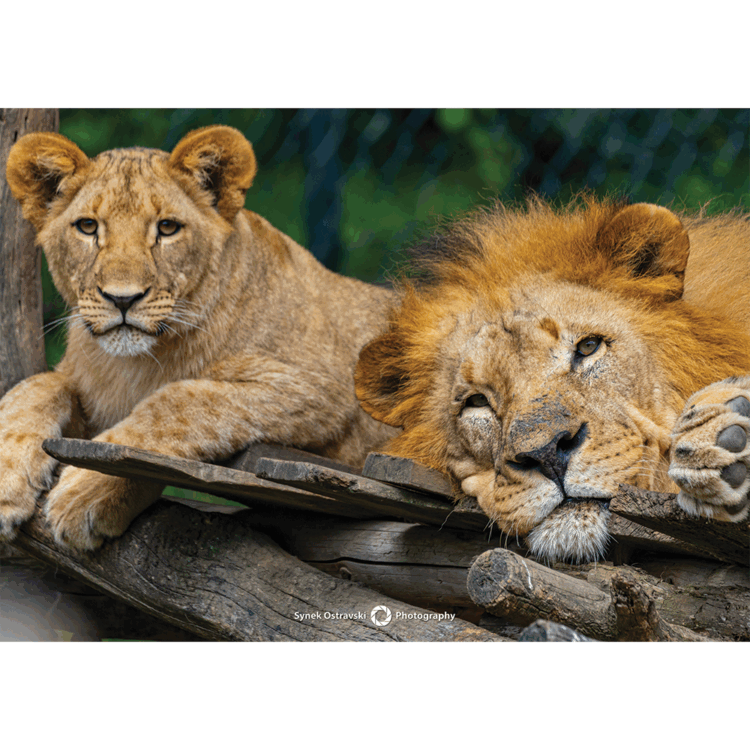 Fotografie Lví odpočinek