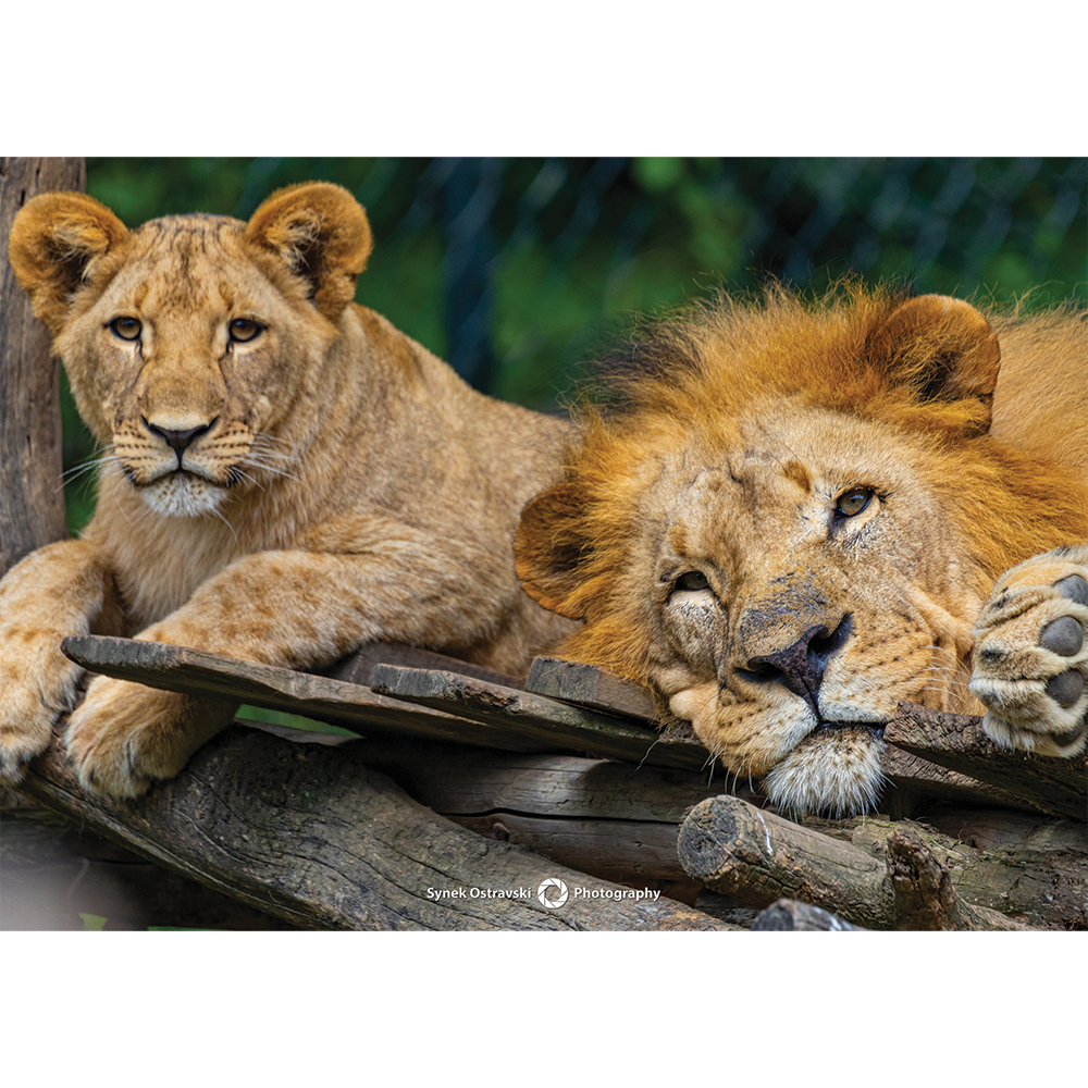 Fotografie Lví odpočinek