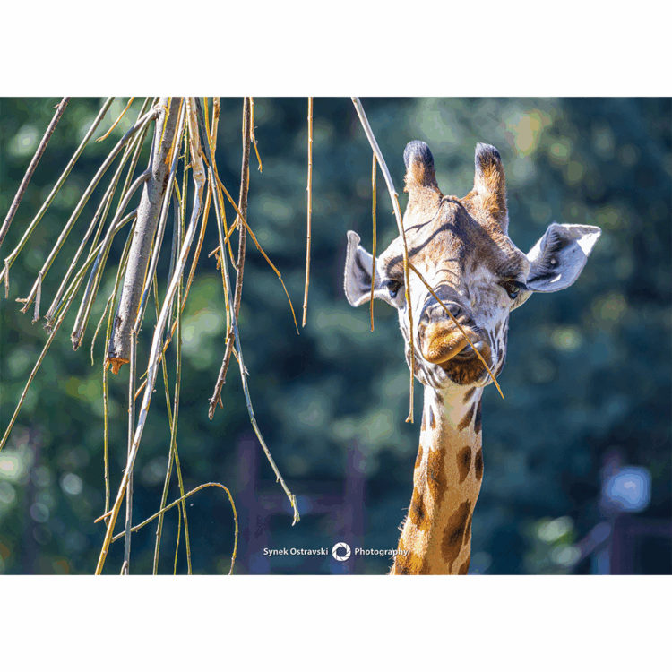 Fotografie Žirafa Rothschildova