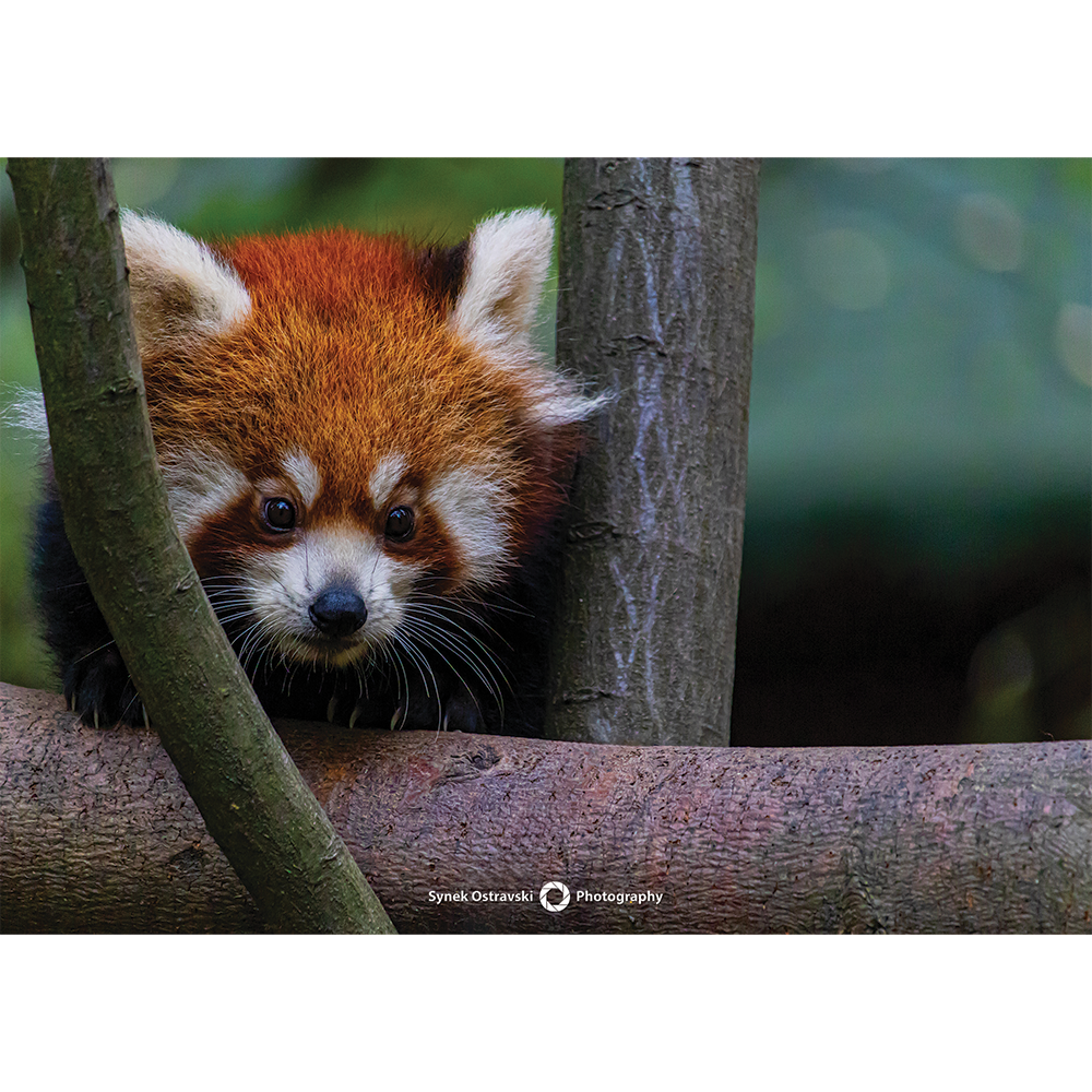 Fotografie Panda červená