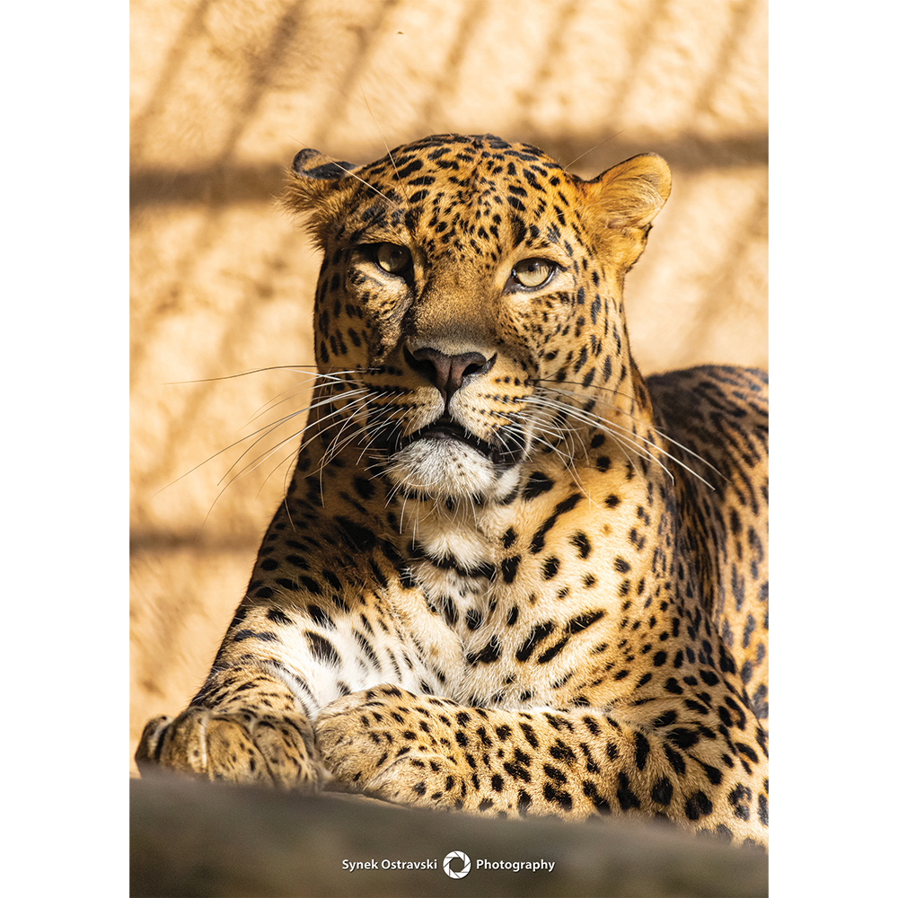 Fotografie Levhart, tichá síla pohledu