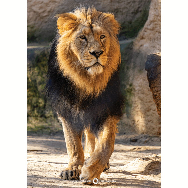 Fotografie Lev indický