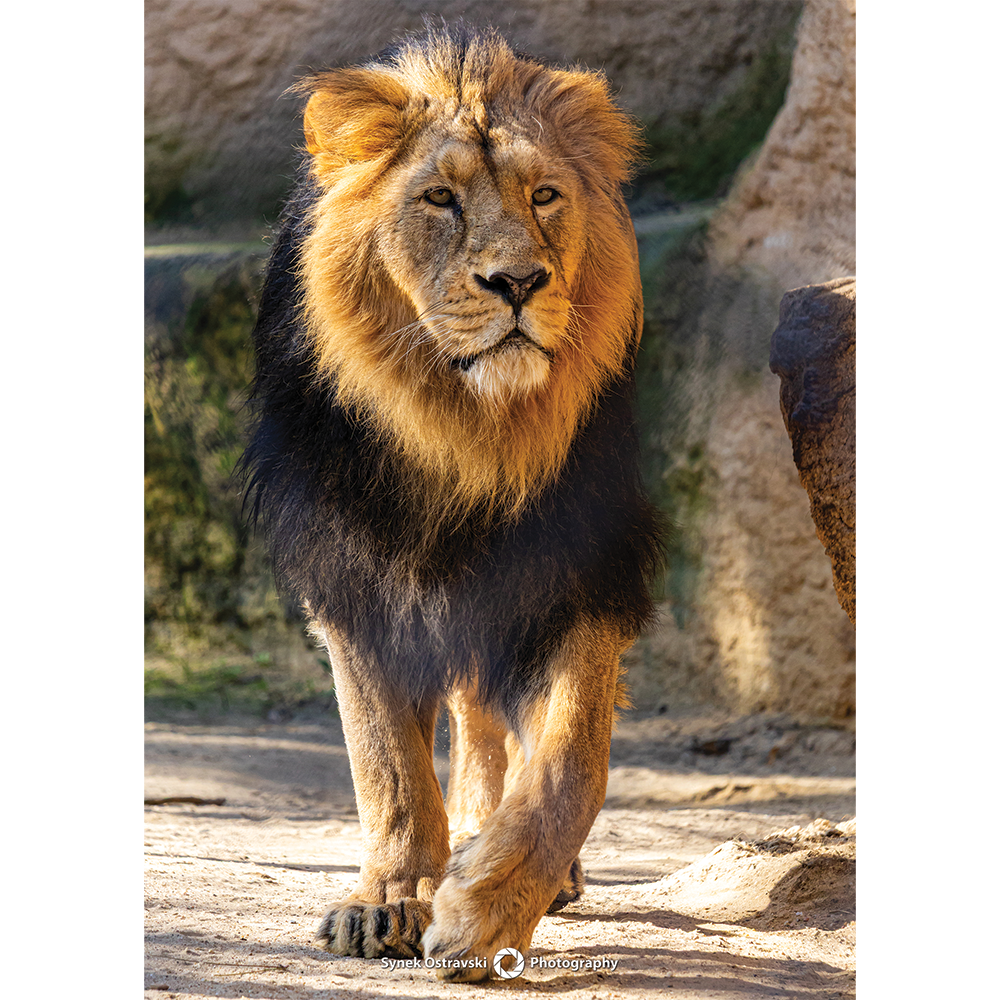 Fotografie Lev indický