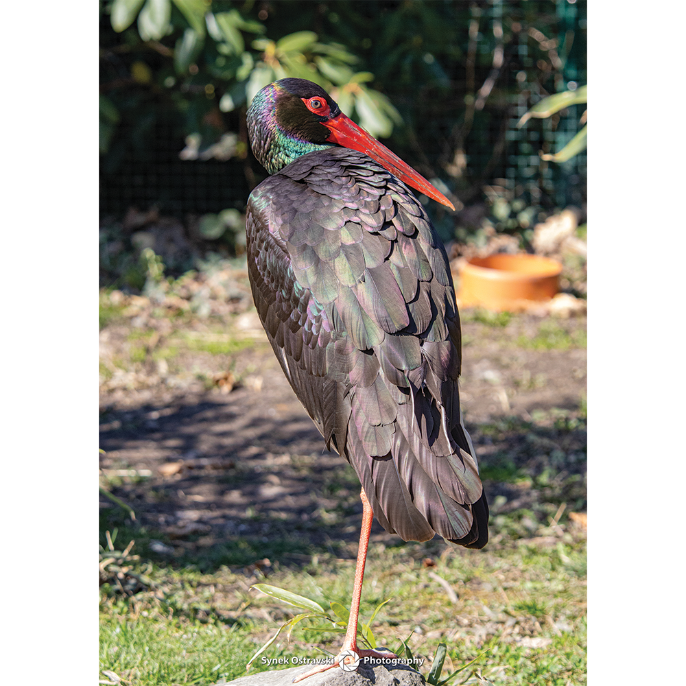 Fotografie Čáp černý